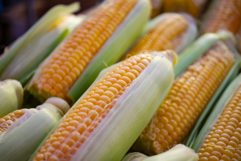 Yellow maize cobs with kernels exposed