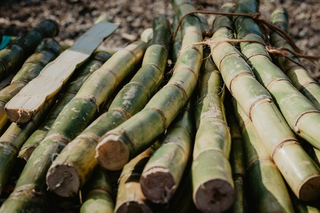 Freshly cut sugarcane stalks